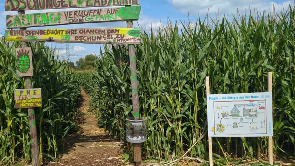Maislabyrinth „Schwalm statt Safari“ 2024